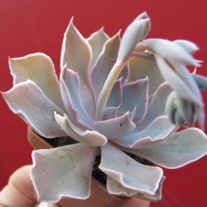 Echeveria strictiflora  hybr.    F1