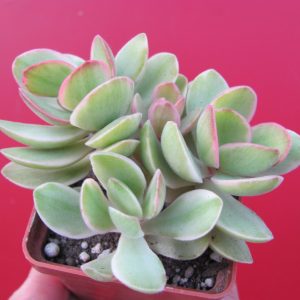 Crassula nudicaulis variegata