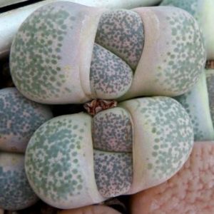 1731.52 MG lithops terricolor 130