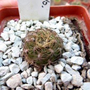 sulcorebutia dorana