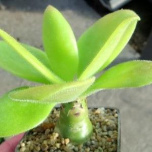 tylecodon paniculata