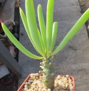 tylecodon cacalioides