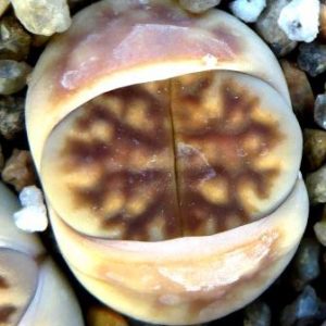 56 lithops karasmontana C 196