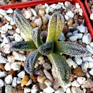 nananthus margaritiferus caudex
