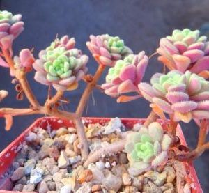 aeonium mini