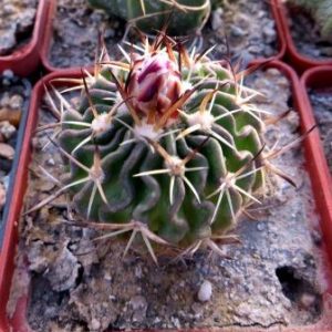 stenocactus obvallatus