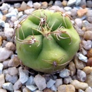 gymnocalycium denudatum