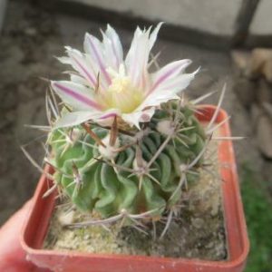 No 255 echinofossulocactus sp Zaragosa SLP