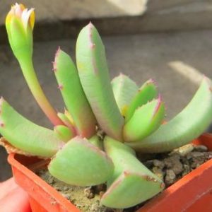carruanthus peersii