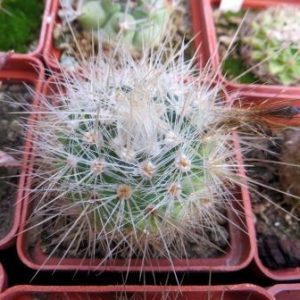 parodia nivosa  красный цветок