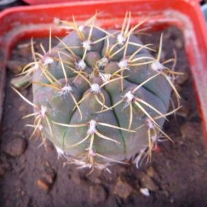 gymnocalicium genseri