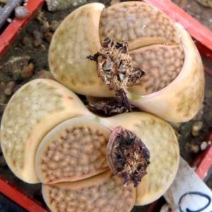 1600 lithops halii 90