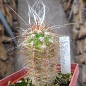oreocereus arboreus