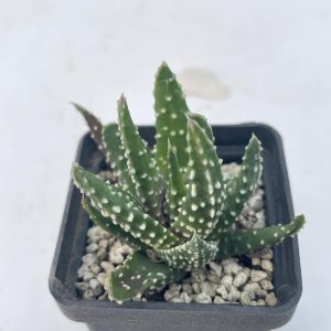 Haworthia maxima (IB)