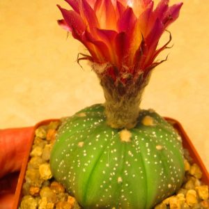 astophytum rote blute