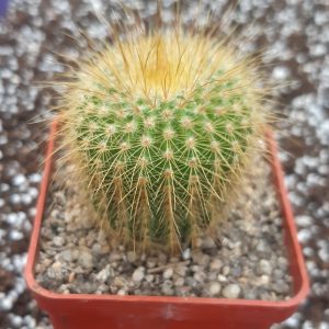 Eriocactus leninghausii