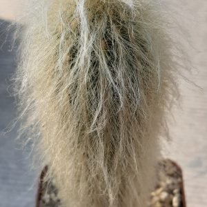 Espostoa lanata
