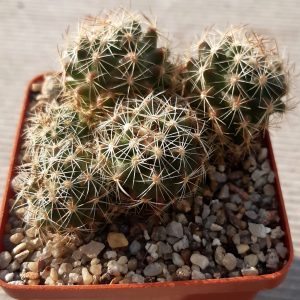 Coryphantha neglecta BZ54 Cienega de Flores, Nuevo Leon