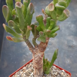 Crassula ovata 'Gollum'