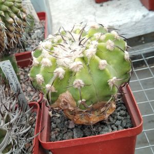 Discocactus latispinus -s