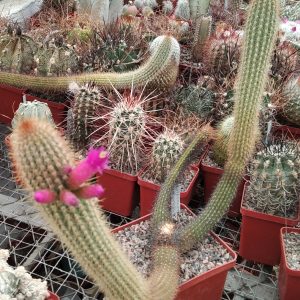 Cleistocactus micropetalus RH1946c