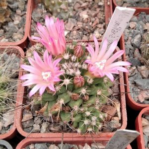 Mammillaria saxicola ML45