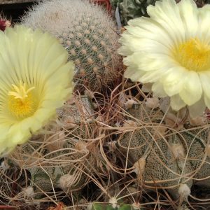 Astrophytum capricorne "Weisse Stachel"-Koehres-seeds-семена-