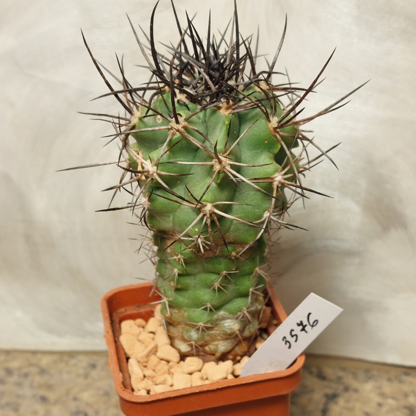 3576 Copiapoa coquimbana -Los Hornos-