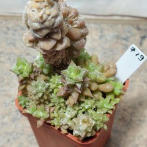 719 Anacampseros namaquensis + arachnoides весь горшик вік 6 років