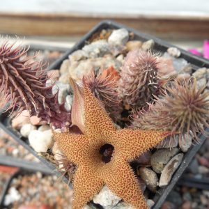 Huernia pillansii