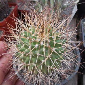Mammillaria obconella