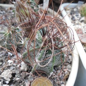 Astrophytum capricorne - v.minor SB 1171 - MG -