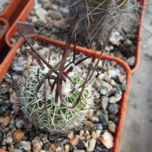 Echinofossulocactus lloydii - довгі голки, селекція