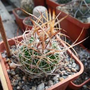 Echinofossulocactus lloydii - довгі голки