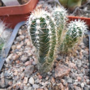 Echinocereus palmeri HK 1581 - MG -
