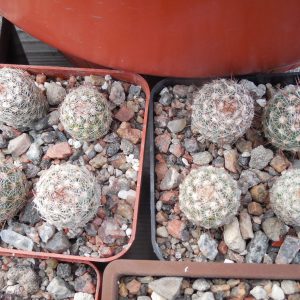 Escobaria vivipara - v.radiosa SB 388 - Kimble Co.Tx. - MG - (to -23*C)