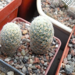 Mammillaria gisellae