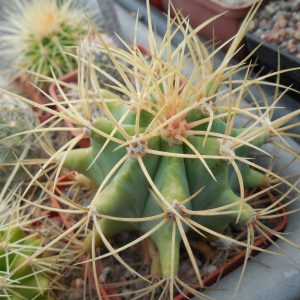 Ferocactus glaucescens - MG -