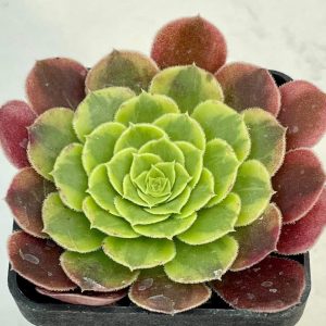 Aeonium Fiesta variegata