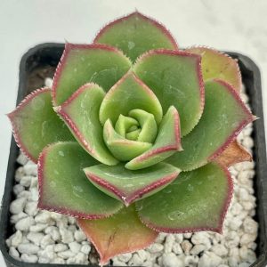 Aeonium " kiwi"