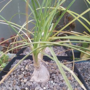Nolina recurvata