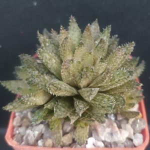 Haworthia herbacea