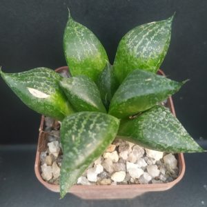 Haworthia bayeri