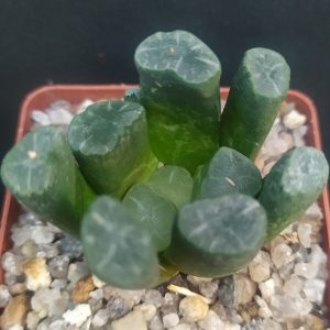 Haworthia maughanii MG 39.08