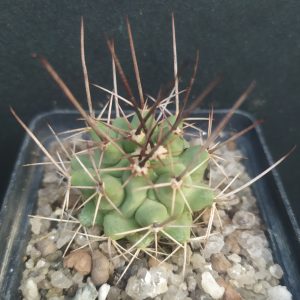 Thelocactus lophothele
