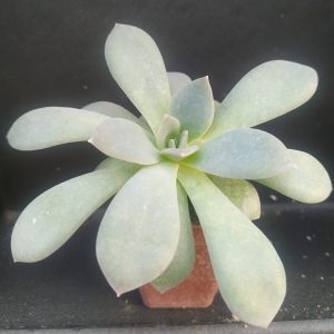 Echeveria carnicolor