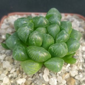 Haworthia cooperi