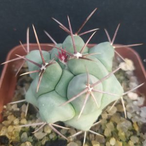 Thelocactus hexaedrophorus