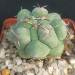 Thelocactus hexaedrophorus