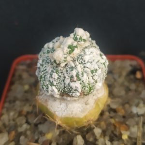 Astrophytum asterias cv. turtle
